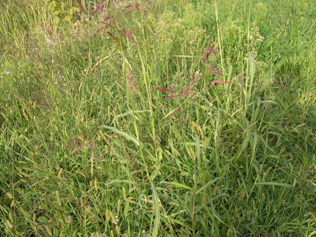 Sorghum halepense